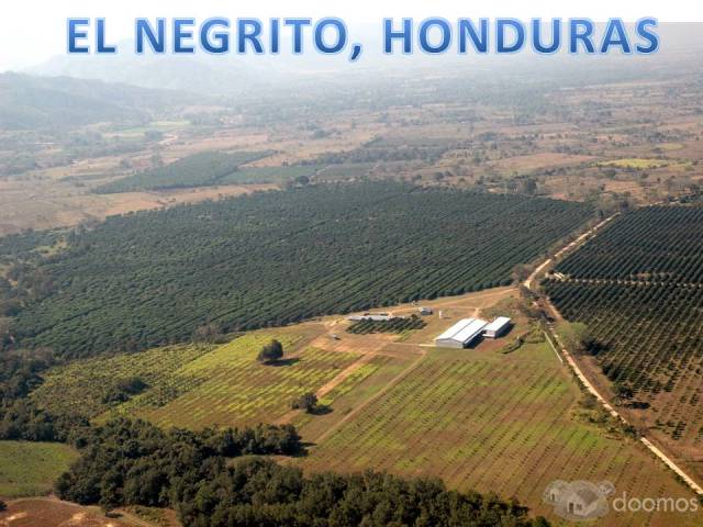 Finca de Toronja - 1