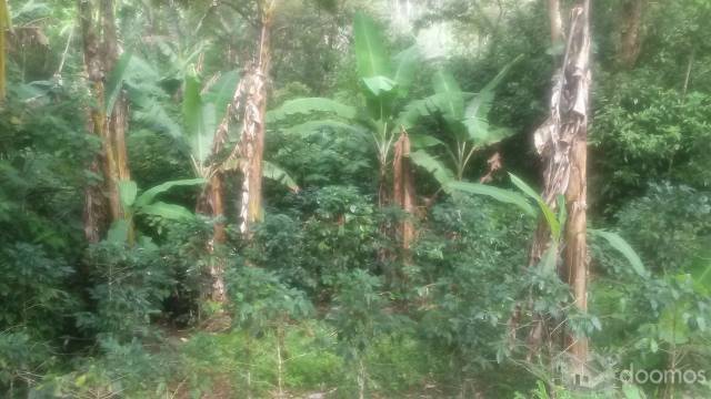 Terreno Cerca del Lago de Yojoa - 1