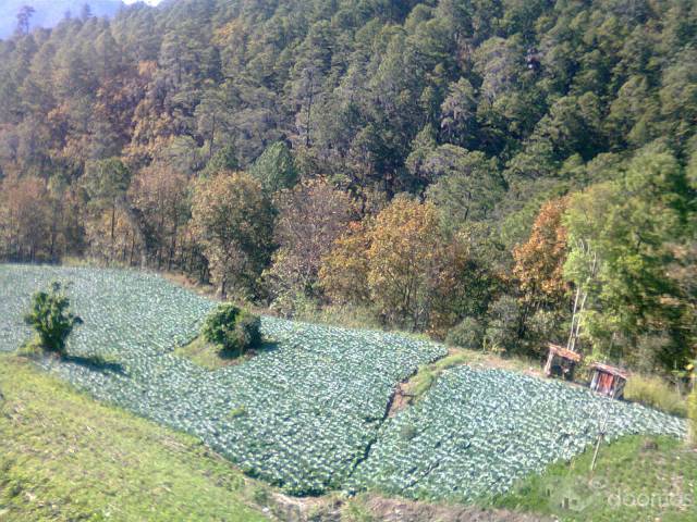 terreno buscoso - 1